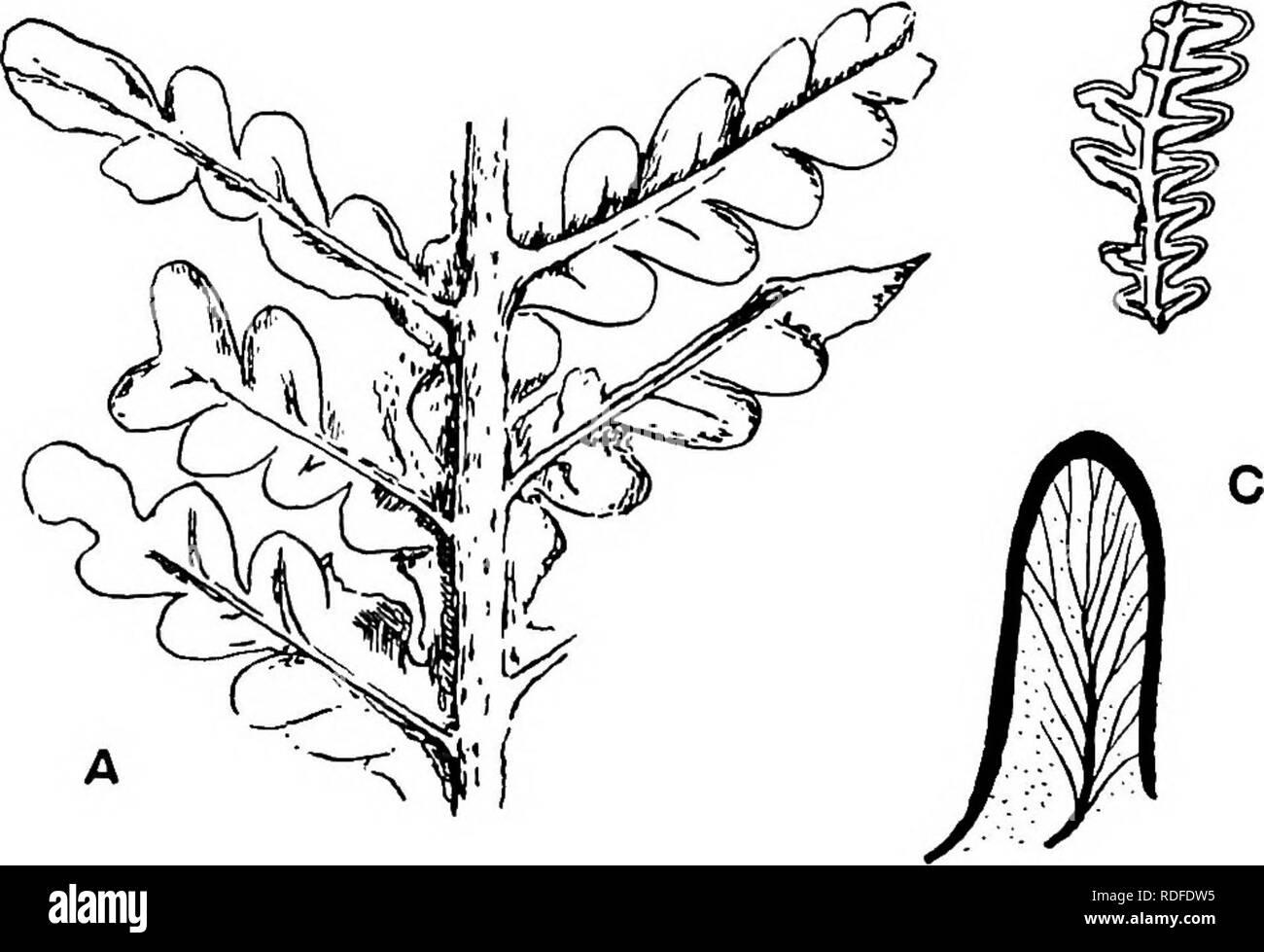 . Plantes fossiles : pour les étudiants de la botanique et de la géologie . La paléobotanique. o44j'PTERIDOSPERMS, etc. [CH. en parlant de Schenk est d'avis que Thinnfeldia et ses alliés peut représenter un groupe intermédiaire entre les fougères et les Gymno- spermatozoïdes, admet que c'est une hypothèse possible ; il est, toutefois, tendance à considérer et Lomatopteris Cycadopteris, "genres surtout comparable à Thinnfeldia", plus que probablement des fougères. À ce point nous peut idéalement envisager une série de genres qui occupent une position tout aussi incertaine et portent une très proche ressemblance avec Thinnfeldia.. B Fig. 360. A. Lomatopt Banque D'Images