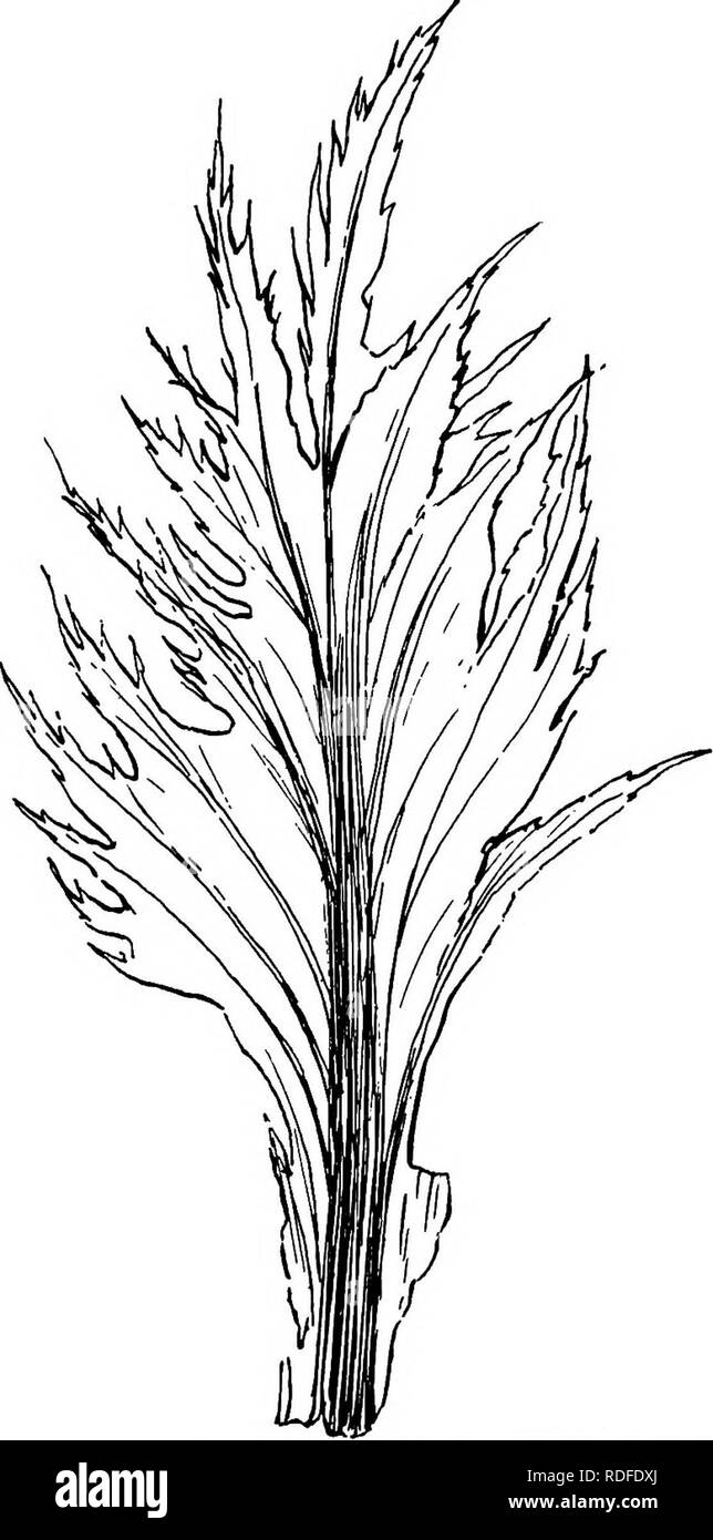 . Plantes fossiles : pour les étudiants de la botanique et de la géologie . La paléobotanique. XXVll] APHLEBIA 527 ou les structures qui ne peuvent pas "stipulaires être connectés avec des espèces de frondes. Il est clair que certains dépliants Aphlebiod, tels que ceux de Dactylotheca, a servi comme organes de protection pour le. Fig. 351. Feuille d'échelle de Gunnera manicata. (Légèrement réduit. M.S.) réduit des pinnules', et, selon toute probabilité, le grand Aphebiae servi le même objectif que le charnu de stipules et Angiopteris Marattia qui couvrent le déroulée de frondes. L'pinnatifid 1 Voir p. 406, fig. 293 ; Potonie (03) Chiffres également un jeune fron Banque D'Images