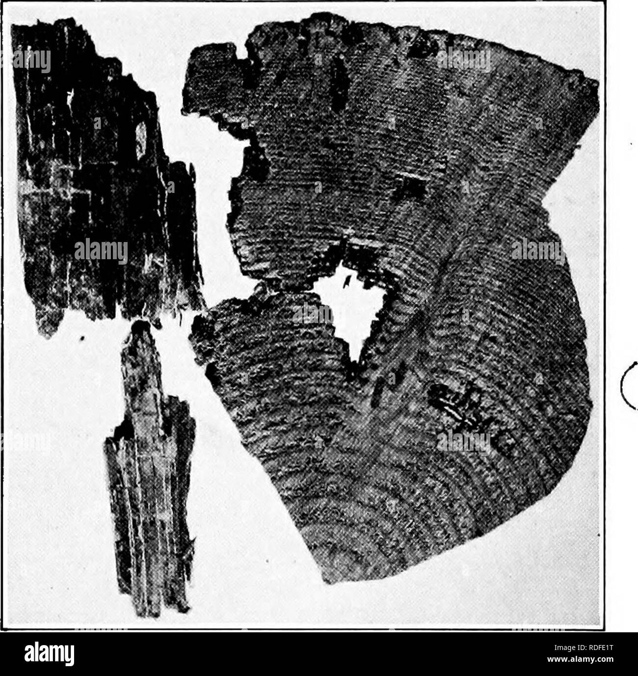 . Les maladies des arbres de Manuel . Les arbres. Maladies sapin 169 Brown Heartwood-Rot causé par Emag officinalis Fries ( = Emag laricis (Jacq.) Murrill) Douglas &AMP ; est souvent gravement endommagé par ce bois-rot dans le nord-ouest. Mélèze, pin et autres conifères sont touchés par la même maladie dans tout l'ouest des États-Unis. Le bois pourri re- sembles brown le bois vérifié-rot causé par la Poly- porus sulphureus (voir page 247). Dans les dernières étapes de la décomposition, le coeur- bois est brunâtre ou rouge-brun. Les feutres de mycélium sous forme de chèques dans les bois marron foncé (Fig. 26). Les organes de la fructification-champignon causal ar Banque D'Images