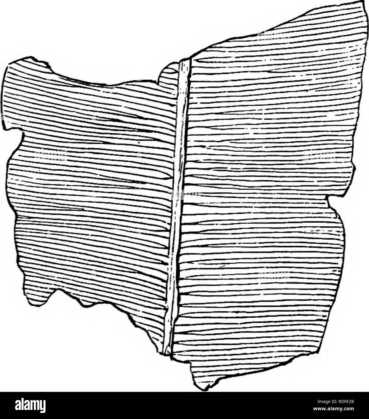 Plantes Fossiles Pour Les Etudiants De La Botanique Et De La Geologie La Paleobotanique Xxvh Taeniopteris Lamina 491 Qui Peut Etre De 6 A 15 Cm De Longueur