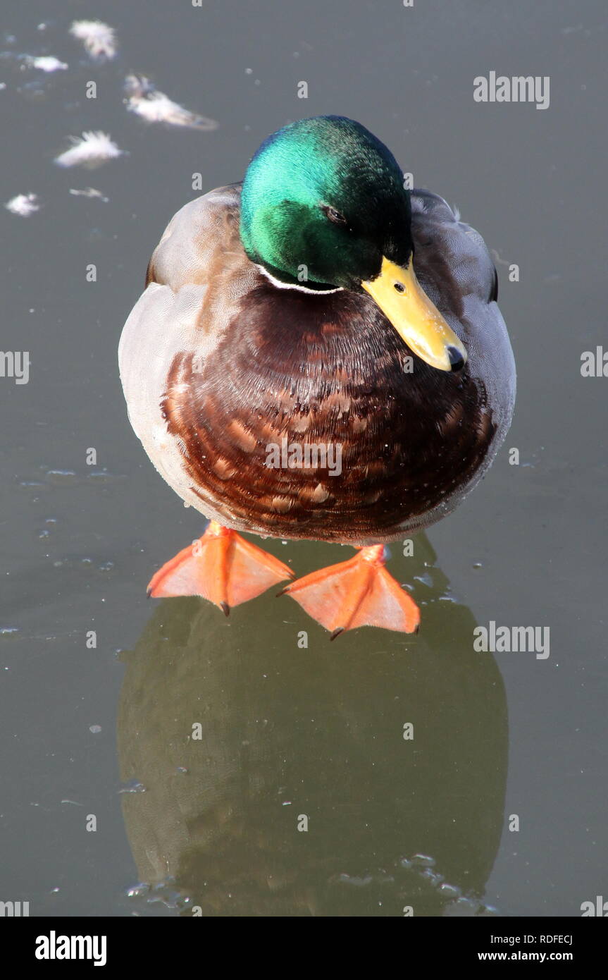 Ce canard est sur la glace à un étang en Islande. Banque D'Images