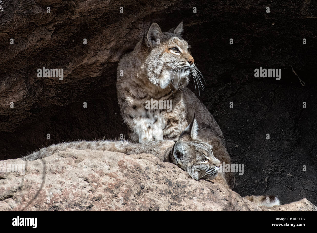 Deux Lynx roux sur une corniche, un comité permanent et d'un couché Banque D'Images