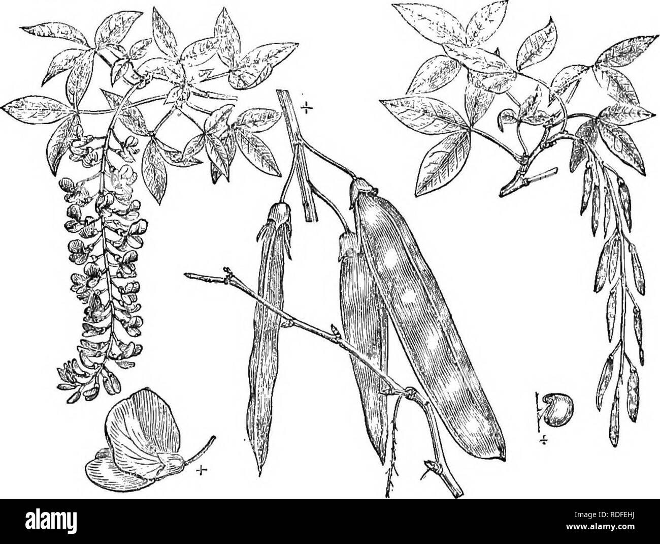 . Arbres et arbustes : une version abrégée de l'Arboretum et fruticetum britannicum : contenant les arbres et schrubs hardy de la Grande-Bretagne, des autochtones et étrangers, scientifiquement et populairement décrit : avec leur propagation, la culture et les utilisations et les gravures de presque toutes les espèces. Arbres, arbustes ; les forêts et la foresterie. 216 ARBORETUM ET FRUTICETUM BRITANNICUM. Iabtlrnum latiRllium C. rau. pen. et du Mont Cytlse des Alpes, j'Aubours, Fr. ; Alpen- nenbaum Boh, GER, ; Maggio Ciondolo, Ital. Les gravures. Waldst. et Kit. Hung., 3. t. 260. ; la plaque de cet arbre dans la CRÉF. Brit., l8t edit., vol. y et notre fig. Banque D'Images