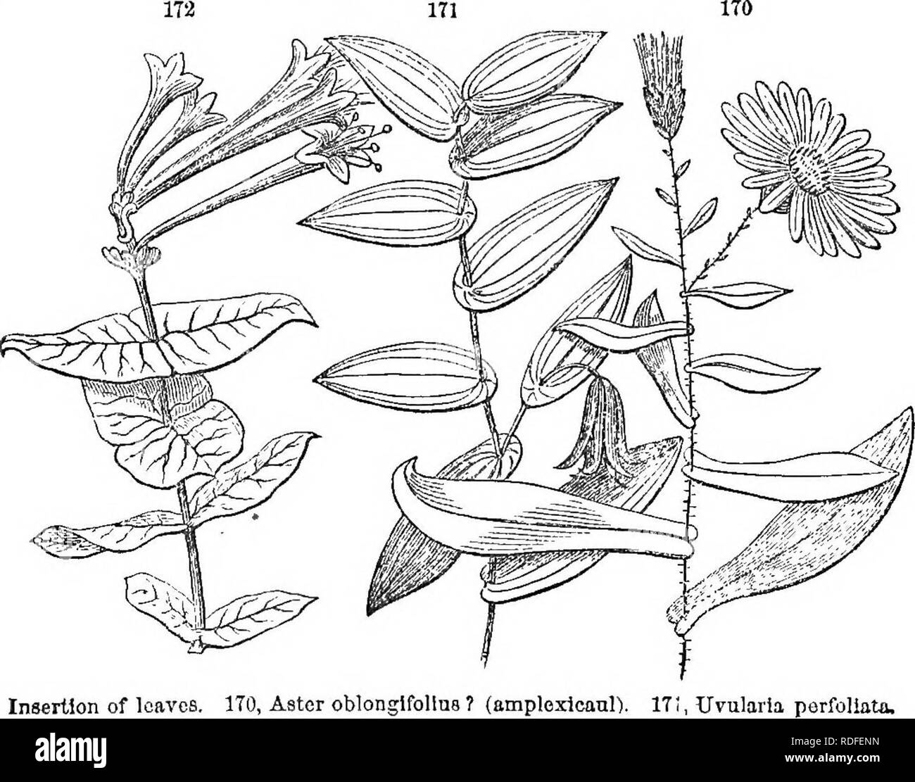 . Class-livre de botanique : être présente de la structure, la physiologie et la classification des végétaux ; avec une flore des États-Unis et du Canada . La botanique, la botanique, la botanique. 02 D'TEXTUKK SUEFACE ANb. composé dans toutes les étapes.. Les feuilles du miel-looust et arbre coSee (Gymno- oladus) se permettre souvent curieux et des exemples instructifs. 291. Un BiTERNATE feuille est formé lorsque le prospectus d'une feuille de ternate donner lieu à tliemselves triternate ternate feuilles, et lorsque les tracts d'une feuille d'biternate à nouveau donner lieu à ternate feuilles. 292. Compoitnd Palmately. Une distinction. Le palmées vena a Banque D'Images