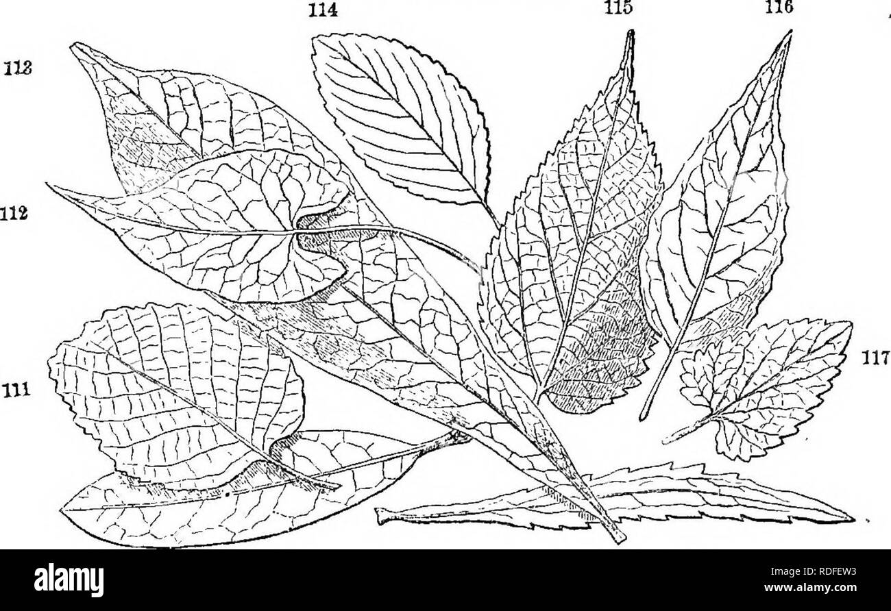 . Class-livre de botanique : être présente de la structure, la physiologie et la classification des végétaux ; avec une flore des États-Unis et du Canada . La botanique, la botanique, la botanique. 54 FORME OU FIGURE. 259. De la nervation réticulée, l'étudiant devrait noter soigneusement trois formes principales, la plume, la nervation palmée, à pâte persillée et la triple nervure. La plume (à pâte persillée pinni-veincd) feuille, c'est que dans jhich |La nervation est constitué d'une nervure principale, donnent à des intervalles et des veinules latérale- veinulets Direction générale de l'ing. Ex. hêtre, châtaignier 260. Dans la nervation badiate (palmi nervure) la feuille venation con- siste de seve Banque D'Images