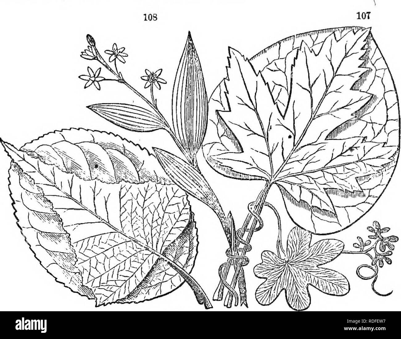 . Class-livre de botanique : être présente de la structure, la physiologie et la classification des végétaux ; avec une flore des États-Unis et du Canada . La botanique, la botanique, la botanique. THK de veines. Apex 53, comme on le voit dans la feuille du chêne ou bouleau. S'il y a plusieurs simi- lar divisions du pétiole, rayonnant à partir de la base de la feuille, ils sont dûment qualifié ; les veines et la feuille est dit d'être trois, à pâte persillée, à pâte persillée cinq etc.. Jix maple. 257. Les branches primaires envoyé à partir de la nervure centrale, ou les veines veinules de la durée peut nous, et les branches secondaires, ou ceux envoyés à partir de la des filonnets, sont t Banque D'Images