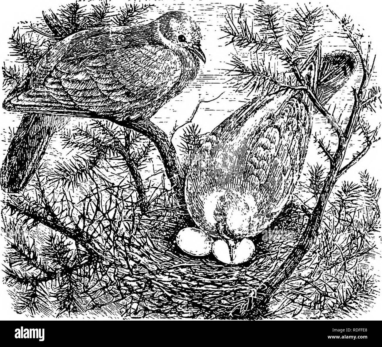 . Des maisons sans les mains. Une description de cours : les habitations des animaux, classées en fonction de leur principe de construction. Les animaux. Le RINGDOVK. 541 Nous allons d'abord prendre le {Eingdove Columla palumhus) parfois appelé le bois-pigeon, le Woodquest ou queest, et l'Cushat. Le nid de l'Eingdove est placé dans une variété de localités, pour l'oiseau n'est pas dans le moins particulier à cet égard. Parfois il est situé près du haut d'un arbre, nobles et parfois, c'est trouvé dans une haie et quelques pieds du sol. J'ai vu des nids dans les deux localités. M. Waterton mentionne une cu Banque D'Images