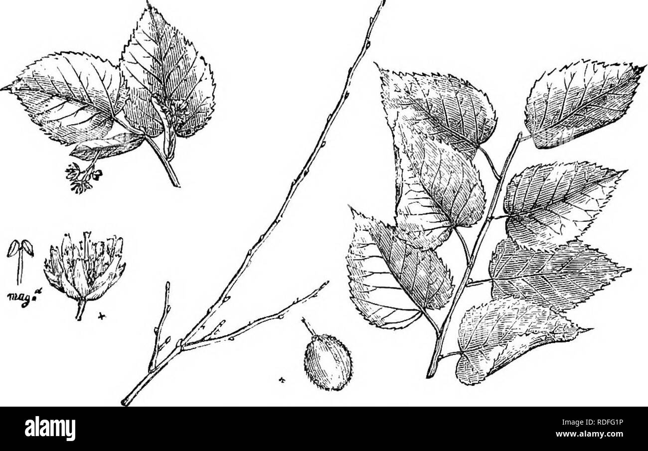 . Arbres et arbustes : une version abrégée de l'Arboretum et fruticetum britannicum : contenant les arbres et schrubs hardy de la Grande-Bretagne, des autochtones et étrangers, scientifiquement et populairement décrit : avec leur propagation, la culture et les utilisations et les gravures de presque toutes les espèces. Arbres, arbustes ; les forêts et la foresterie. AKBORETUM FRUTipElUM BKITANNICUM 70 EX.. 104. Tflia aiiieriCitna^pub scens. Sur une vue générale des arbres, la plus évidente à différentiel externe cha- racteristics du limes Européens et Américains nous semblent être, que l'ancien ont régulièrement cordé, et ce dernier l'oblique cor Banque D'Images