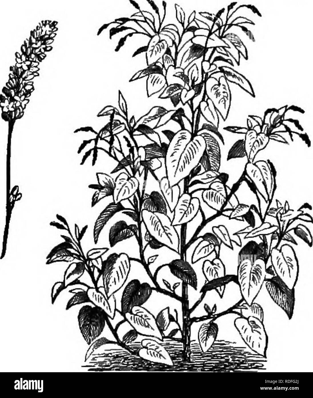. Sur la ruche Langstroth et miel-bee. Les abeilles. Fig. 170. CLEOME PUNGENS. MTOiwosae à la GEI ;-Judas tree (Fig. 169), qui fleurit très tôt, Locust Tree, miel, de criquets, de la glycine, blanc et rouge. Fig. 171. Mauvaises herbes-NŒUD. (Polygonum orientale.) trèfle alsike, Mélilot (Fig. 161), de Lucerne ou de luzerne, pois, haricots, lentilles, vesces, pois perdrix, False-Indigo. Wild. Veuillez noter que ces images sont extraites de la page numérisée des images qui peuvent avoir été retouchées numériquement pour plus de lisibilité - coloration et l'aspect de ces illustrations ne peut pas parfaitement ressembler à l'œuvre originale.. Ruche Langstroth, L. L. (Lorenzo Banque D'Images