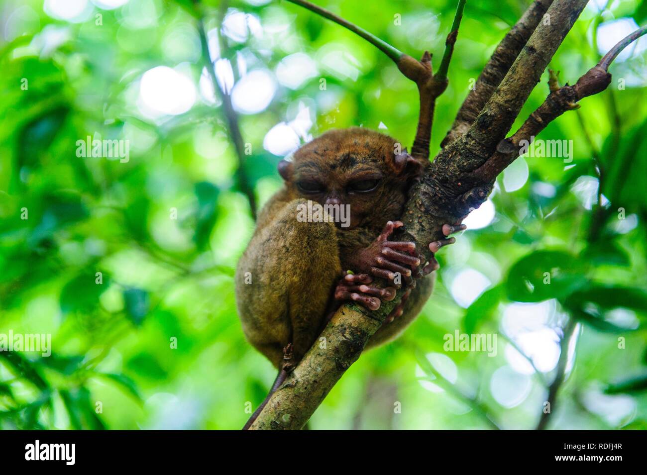 (Tarsier Tarsiidae), le plus petit singe au monde, Bohol, Philippines Banque D'Images