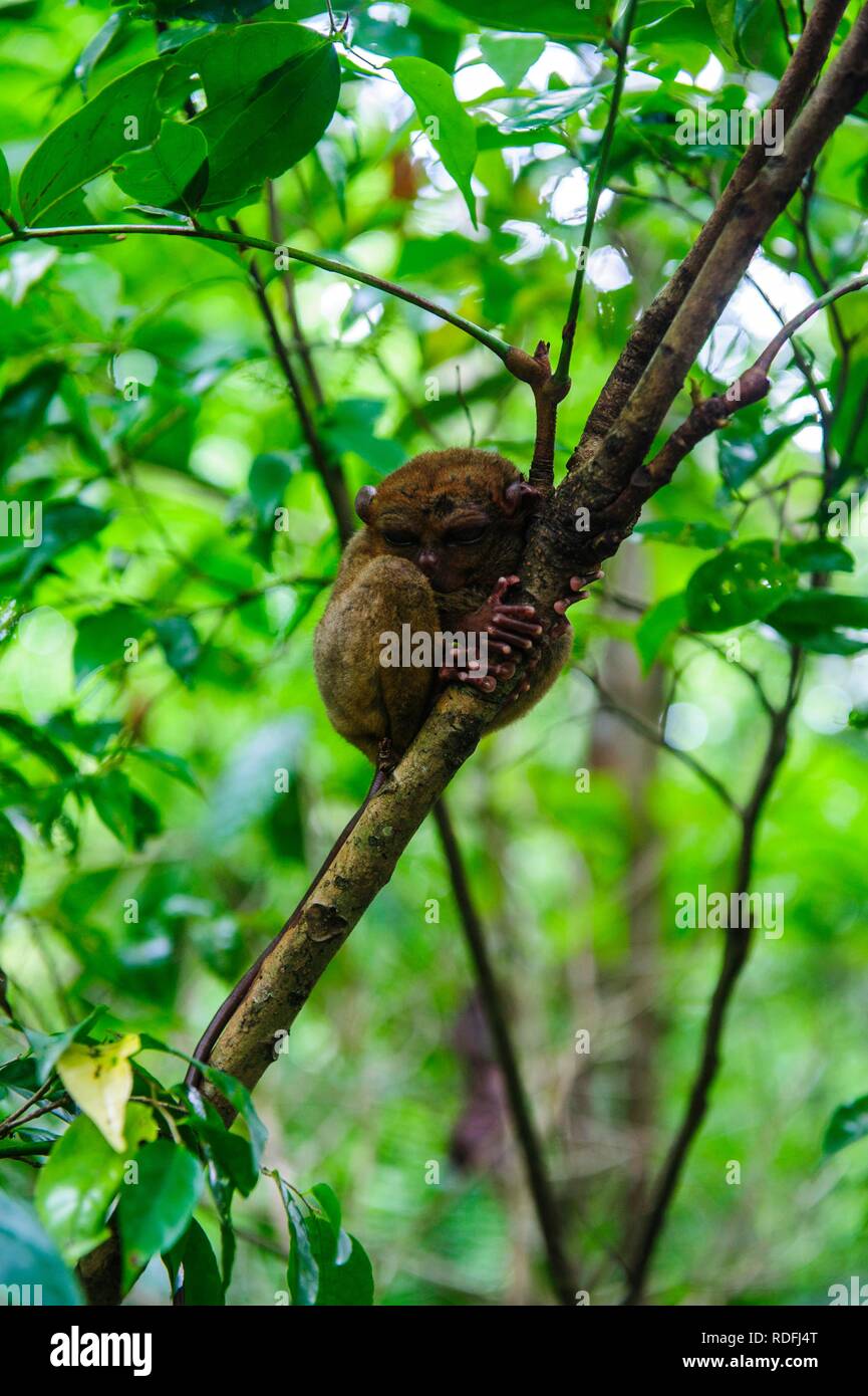 (Tarsier Tarsiidae), le plus petit singe au monde, Bohol, Philippines Banque D'Images