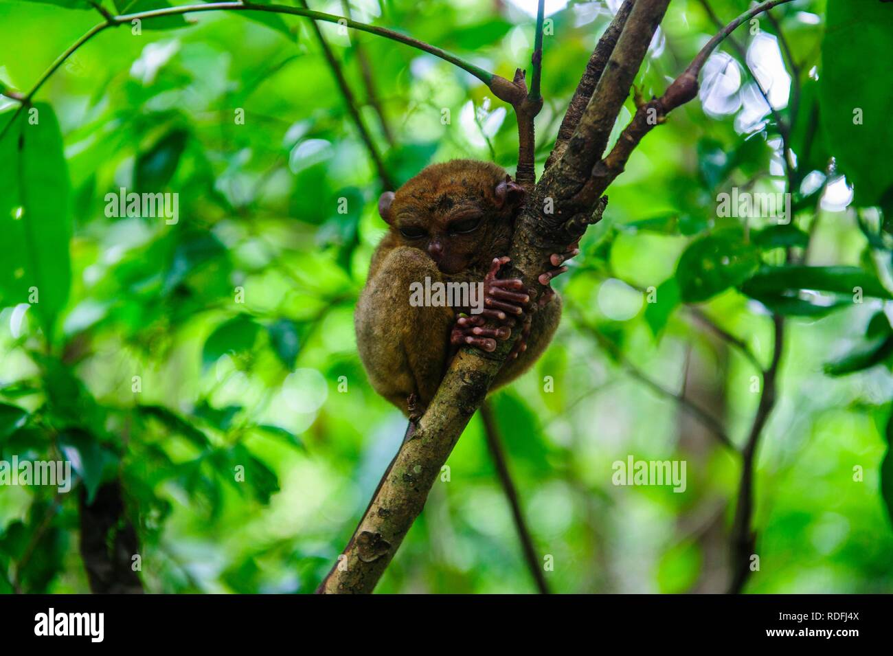 (Tarsier Tarsiidae), le plus petit singe au monde, Bohol, Philippines Banque D'Images