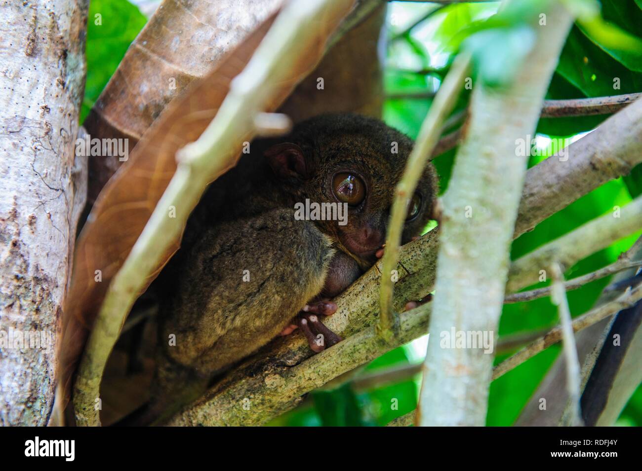 (Tarsier Tarsiidae), le plus petit singe au monde, Bohol, Philippines Banque D'Images