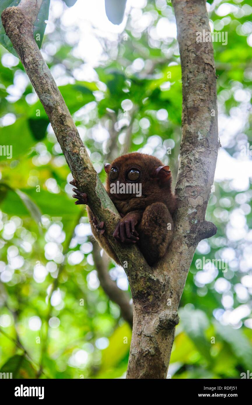 (Tarsier Tarsiidae), le plus petit singe au monde, Bohol, Philippines Banque D'Images