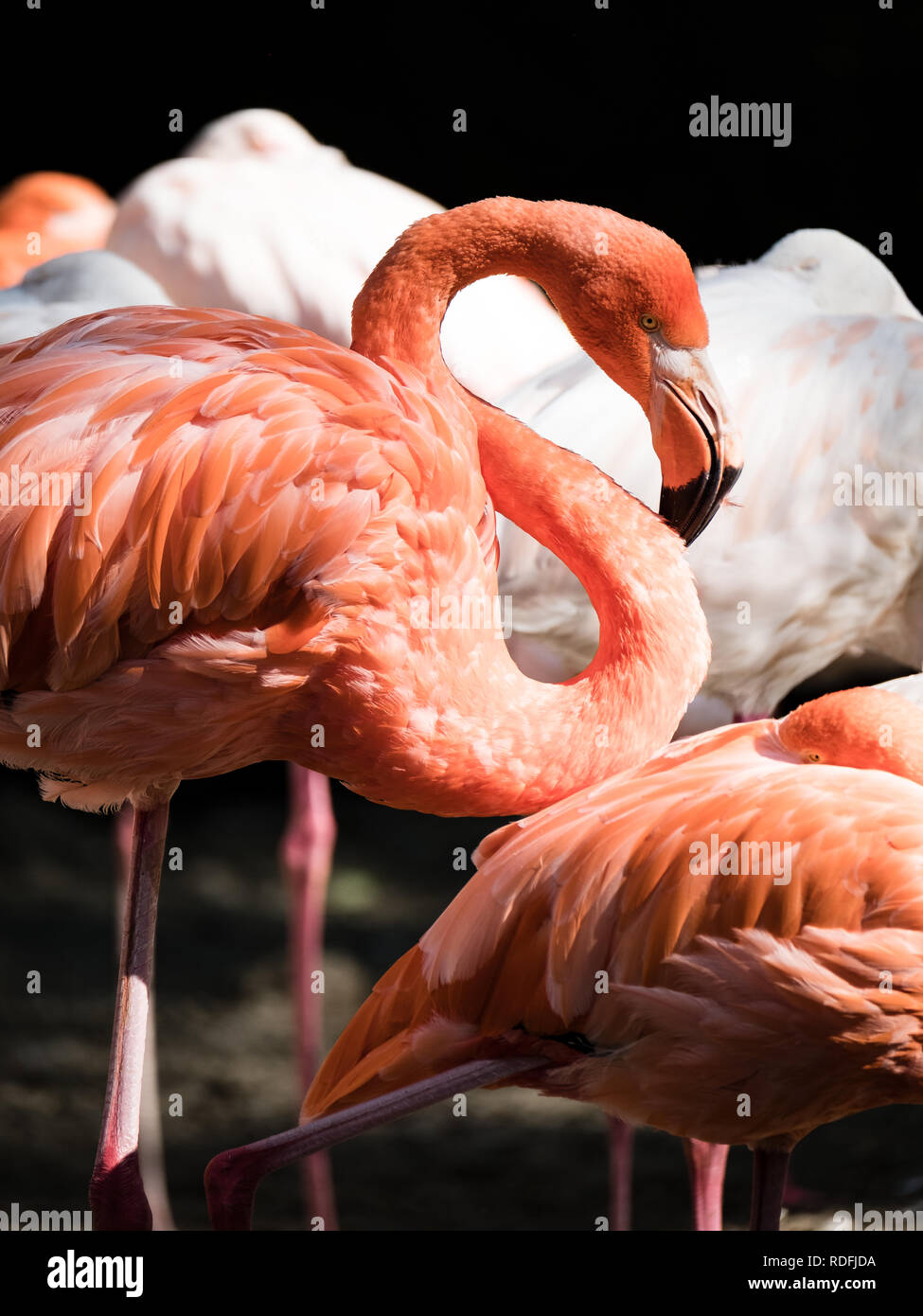 Portrait de Flamingo Banque D'Images