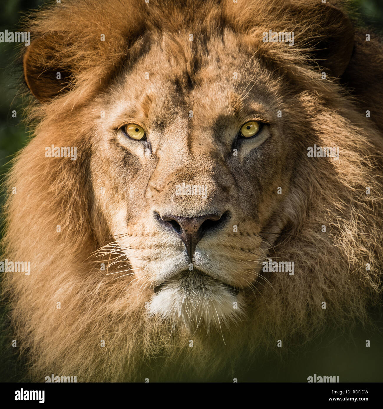 Portrait féroce d'un Lion les yeux dans l'appareil photo Banque D'Images