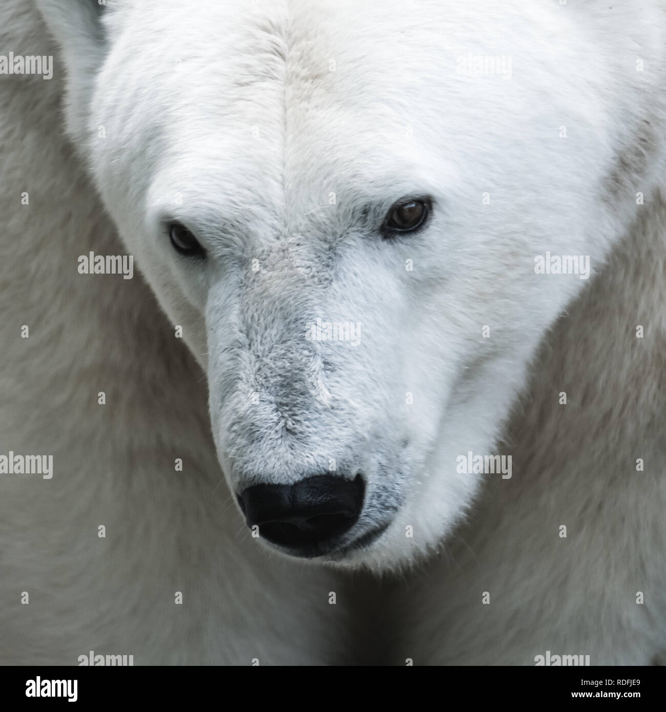 Portrait de l'ours polaire Banque D'Images