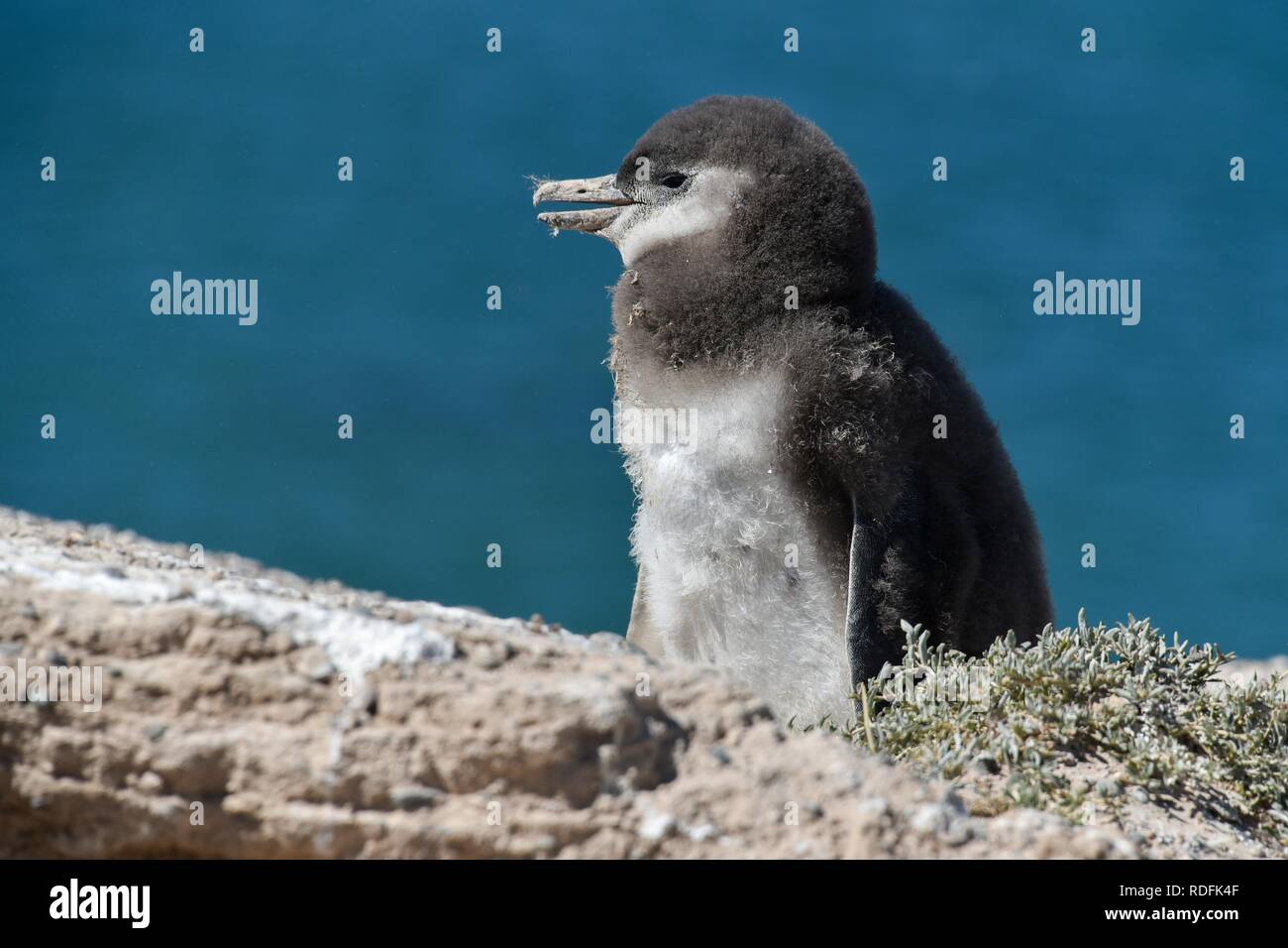 Manchot de Magellan (Spheniscus magellanicus), jeune animal, colonie de pingouins Punta Tombo près de Pininsula Valdez, Patagonie Banque D'Images