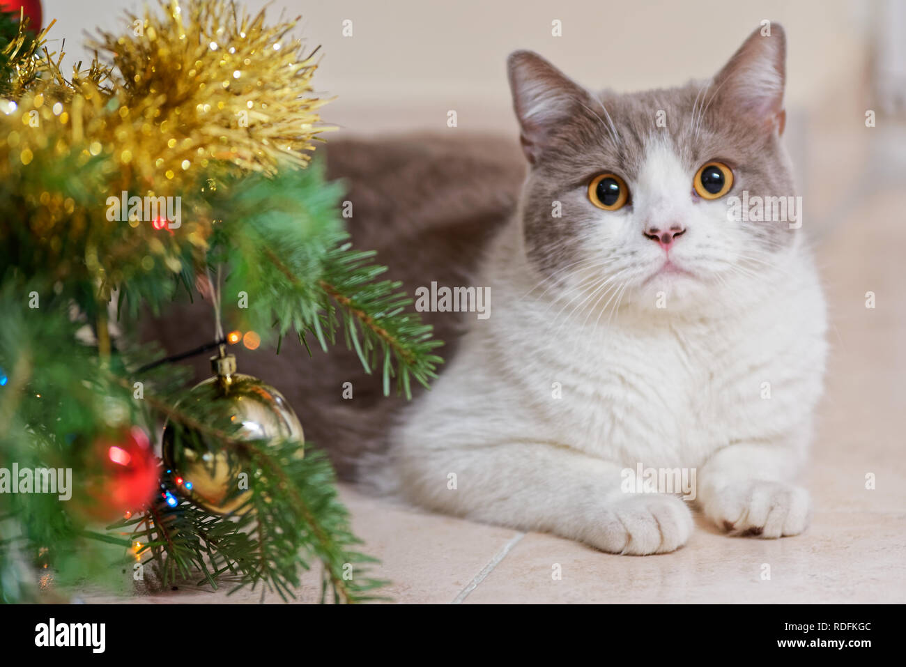 Close up d'un chat couché à côté d'un arbre de Noël décoré et looking at camera Banque D'Images