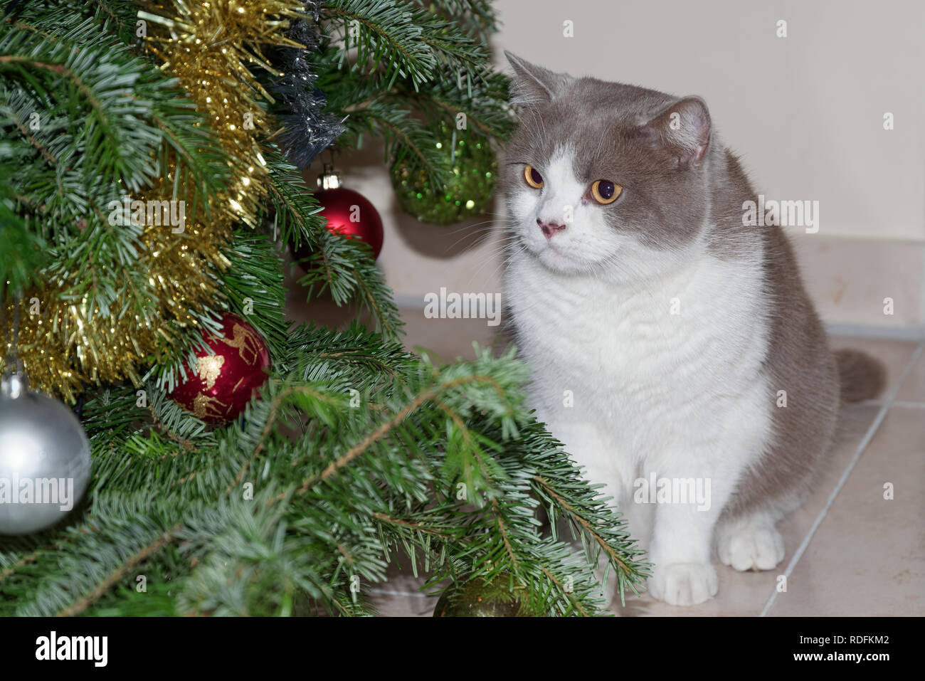 Joli chat gris à la recherche à la décoration de l'arbre de Noël Banque D'Images