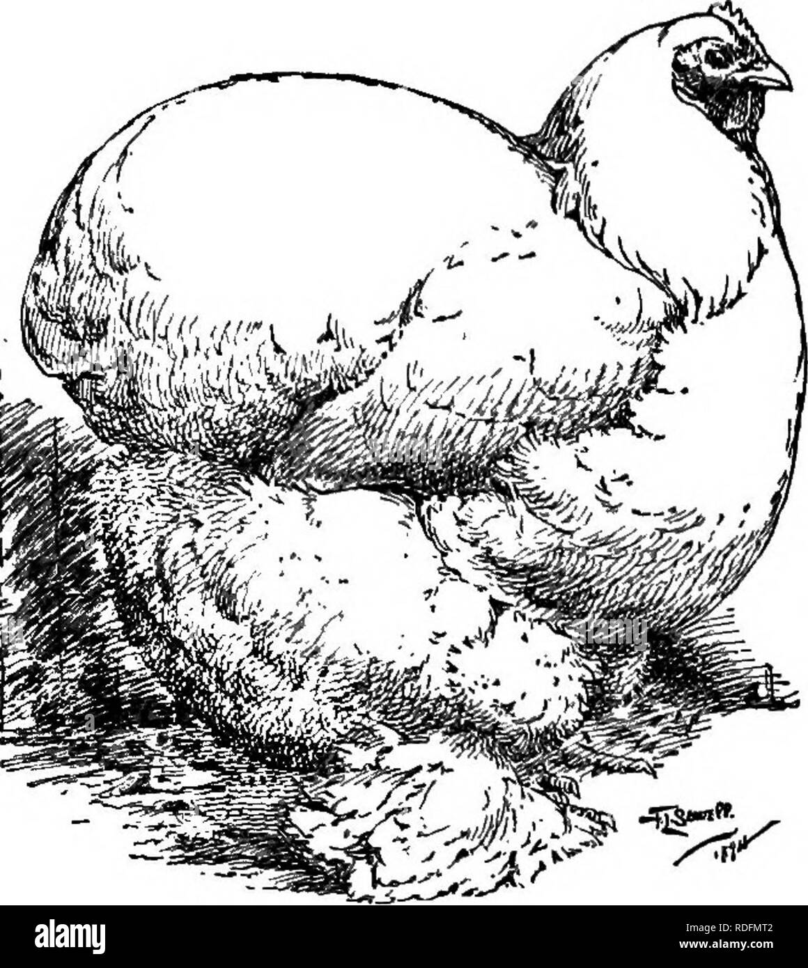 . Basse-craft. Un texte-livre aux éleveurs de volailles ... La volaille. UL PO TR r- de l'artisanat. 71 un brun rougeâtre ; les nuances plus légères sont généralement préférés. Une grande habileté dans l'accouplement et la manipulation est nécessaire pour produire des spécimens vraiment très bien ; mais bon les oiseaux sont toujours à des chiffres. vendable Cochins perdrix.- Fig. 59.- Les poids, la couleur de peau et les jambes comme pour Buff" Cochins. En couleur cette variété présente le type rouge noir, difficile à décrire, mais familière à tous dans le Brown Leghorns. Ils sont très difficiles à élever de couleurs standard. Même si ce n'est pas généralement populaire, ils sont dans certains loc Banque D'Images