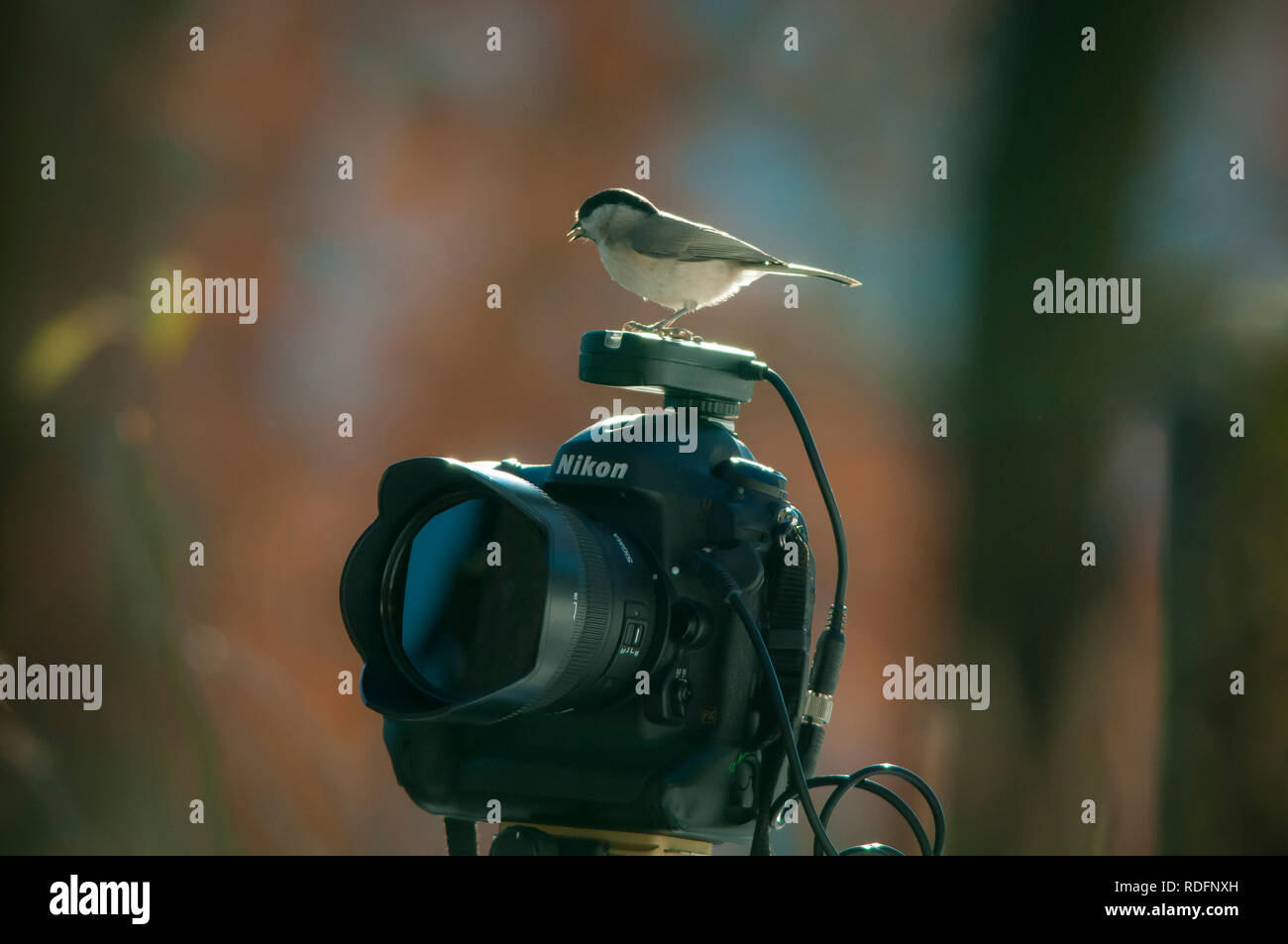 Caméra d'oiseaux près de Banque D'Images
