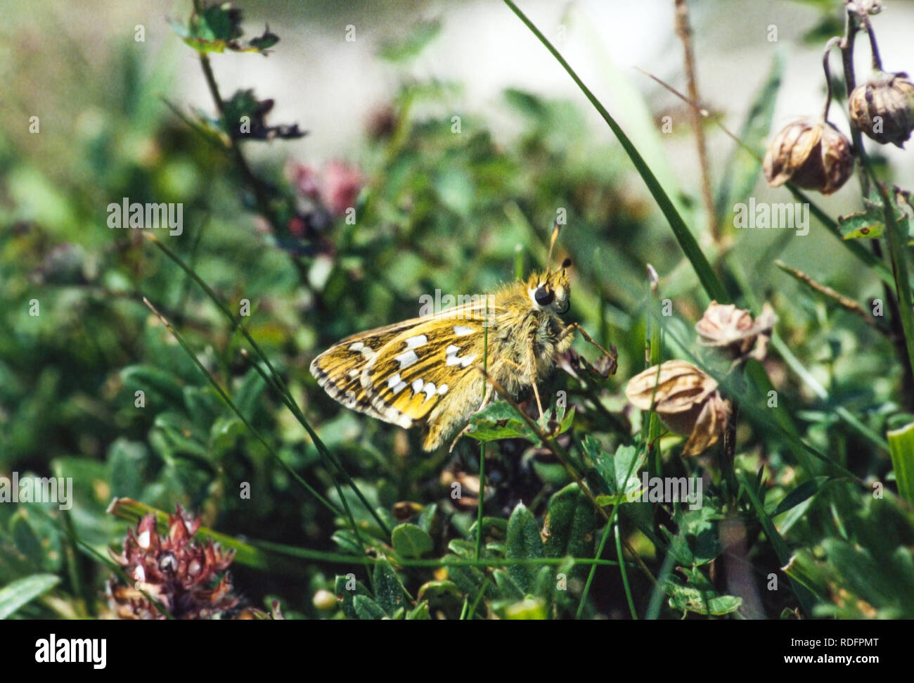 Silver Spotted Skipper butterfly Hesperia comma sur Watlington Hill dans l'Oxfordshire England UK Banque D'Images