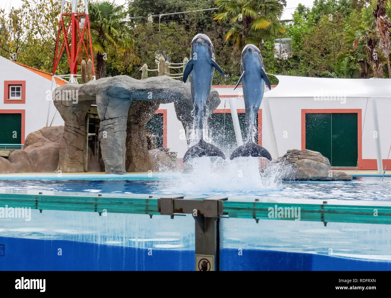 Spectacle de dauphins dans le Zoo de Lisbonne, Portugal Banque D'Images