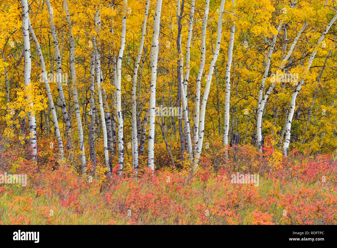 L'automne dans les peupliers de la vallée de la rivière Geikie, Manning, Alberta, Canada Banque D'Images