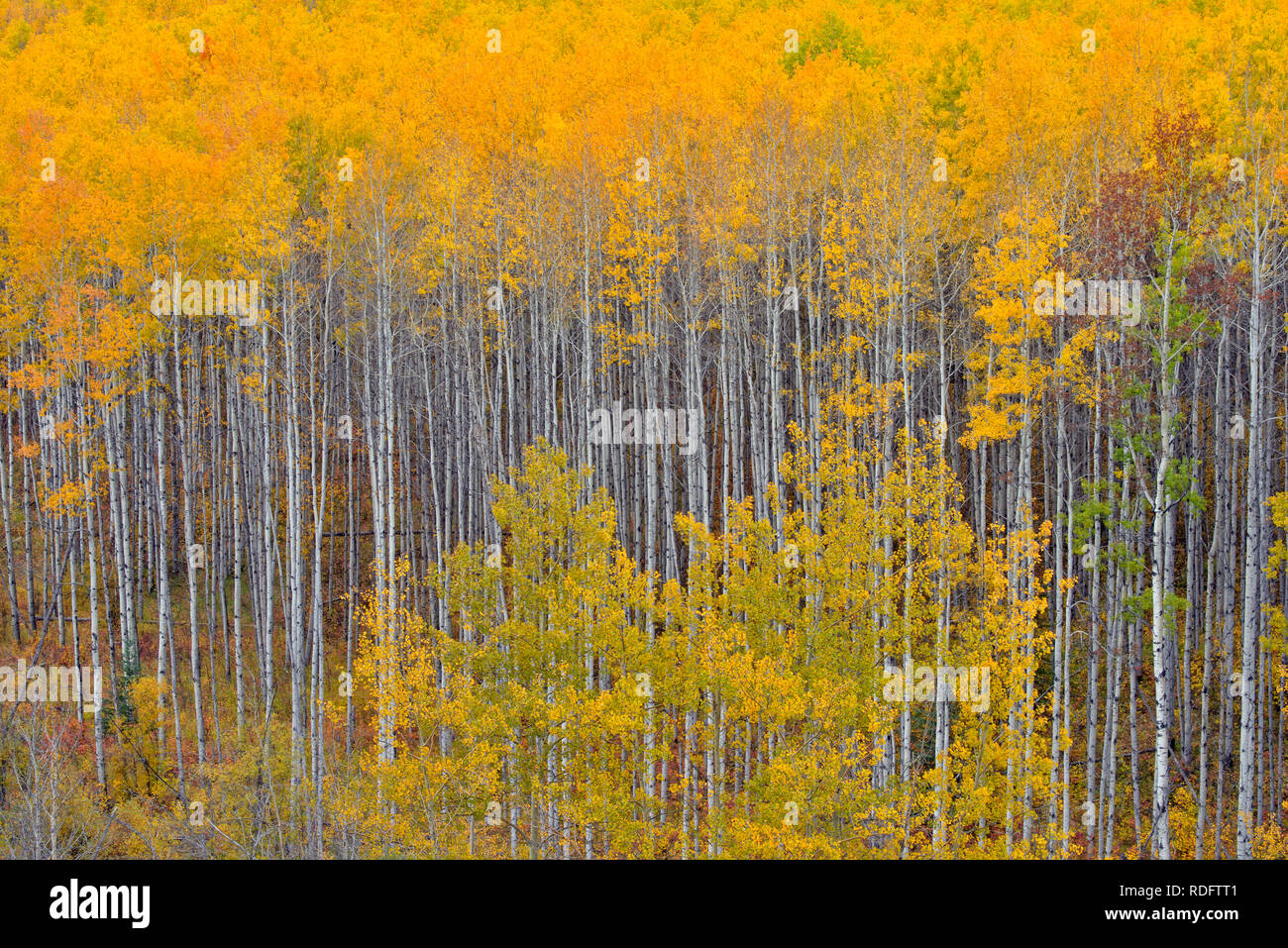 L'automne dans les peupliers de la vallée de la rivière Geikie, Manning, Alberta, Canada Banque D'Images