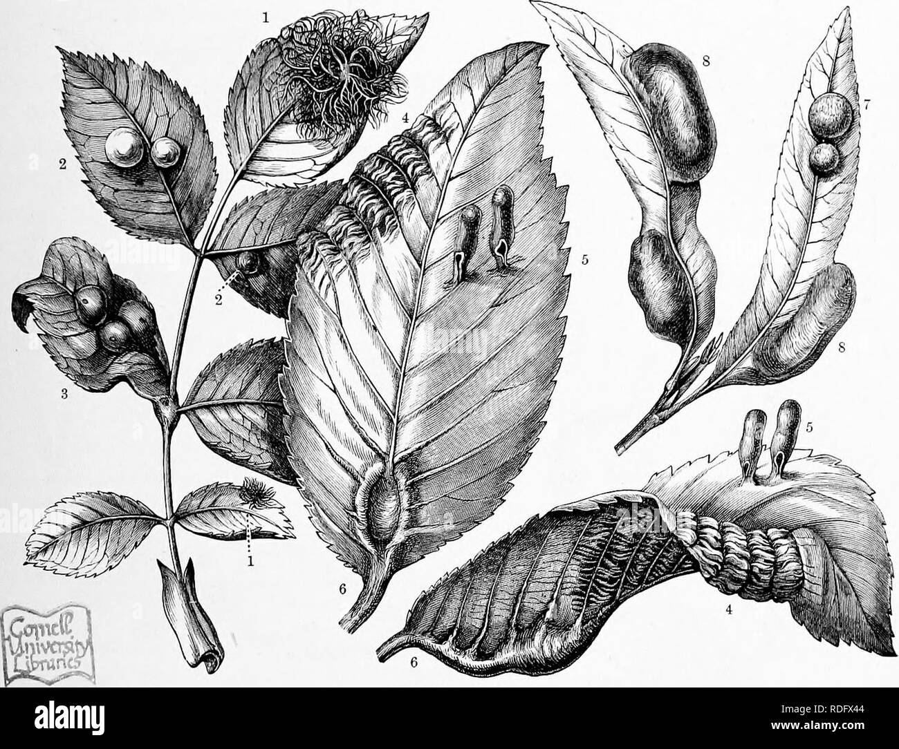 . L'histoire naturelle des plantes, leurs formes, la croissance, la reproduction et la distribution ;. La botanique. Formes DE GALLES DU MANTEAU. Wayfaring Tree et 533 (Viburnum Lantana), tandis que dans le cilié gonflé les galles de l'orme causée par le livre blanc de feuilles laineux (Schizoneura pou lanuginosa), elle est couverte de poils fins comme le velours. La capité des galles sur le feuillage des érables, aulnes, et des limes, des Guelder rose et Fraise, sont dispersés sur l'ensemble de l'abondance ; limbe dans la prunelle ils se distinguent principalement par la marge de la feuille, et en Elms ils se produisent individuellement ou en groupes sur sa partie centrale. L Banque D'Images