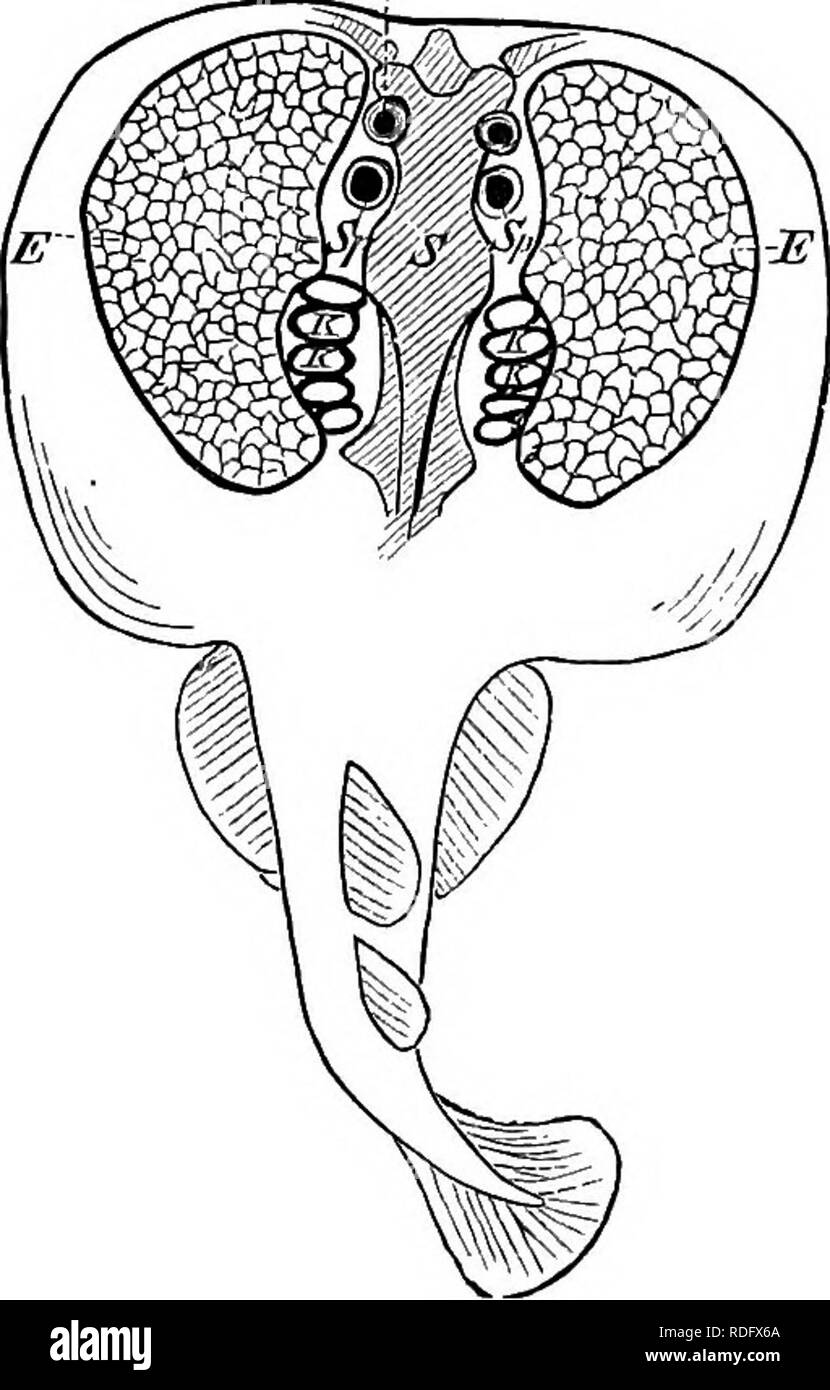 . Éléments de l'anatomie comparée des vertébrés. Anatomie, comparatif. D. ORaANS électrique. A-tr, les orgues électriques sont présents dans certains poissons, d'être plus solidement implantés dans certains Raj'-s (Torpedinidse TorpedOy, p. ex.,. Hypiios) trouvés dans l'océan Atlantique et mers du sud, diverses dans une anguille d'Amérique du Sud, (G-jmnotus electricus) et dans un Siluroid {Malopterurus africains electricus). Gymnote possède de loin le plus d'électricité, à côté de ce qui est Malopterurus, et puis une torpille. Les piles électriques de ces trois poissons sont situés dans différentes parties du corps : dans le cadre de référence Banque D'Images