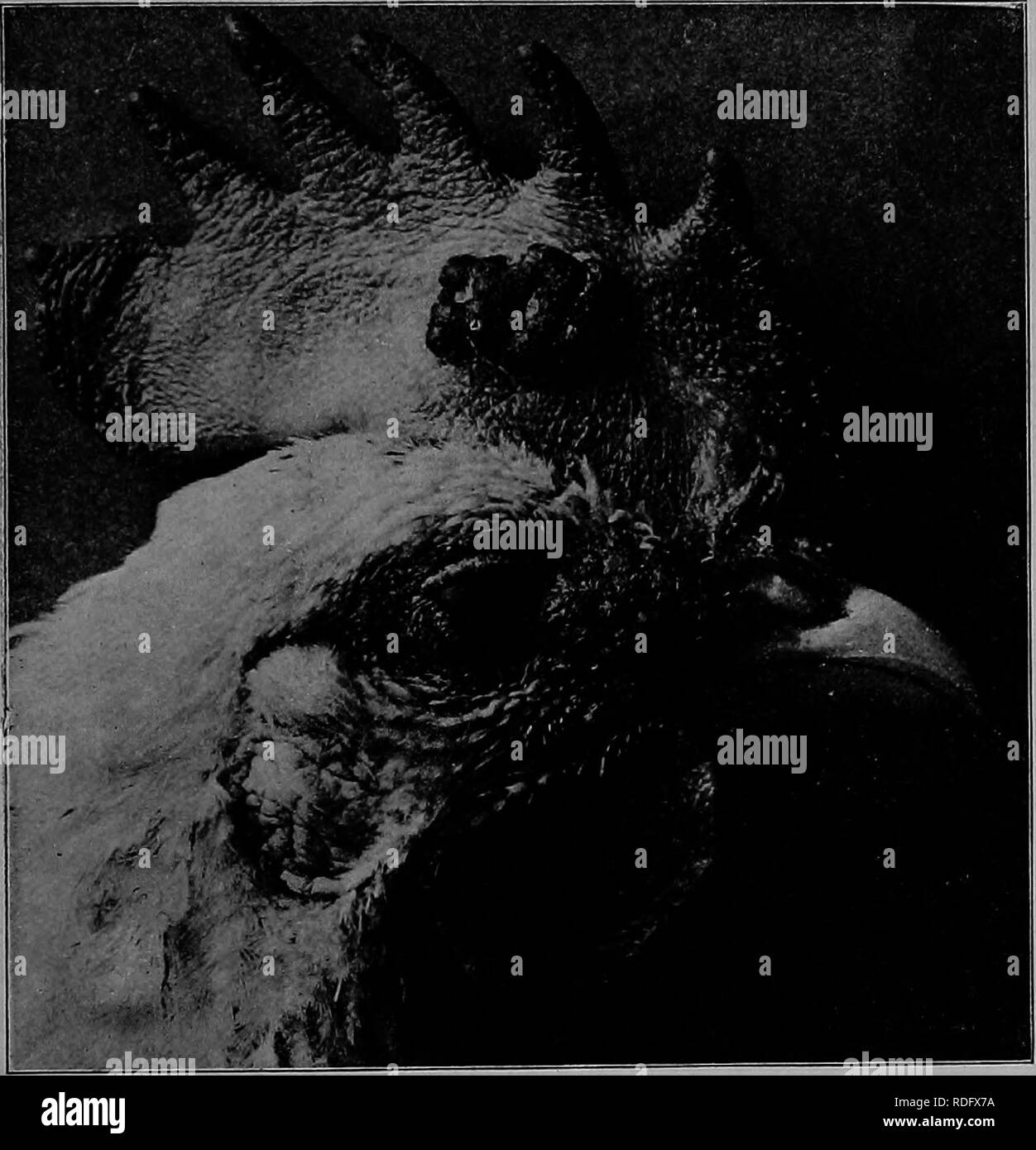 . La pathologie et le diagnostic différentiel des maladies infectieuses des animaux : préparé pour les étudiants et les praticiens de médecine vétérinaire . La médecine vétérinaire ; les maladies transmissibles chez les animaux. Épithélioma contagieux â 495 ance de croire que roupe nasale et la varicelle sont deux maladies distinctes. Ils affirment en outre que l'immunité contre la varicelle ne confère pas l'immunité aux roupe. Mack conclut qu'une évaluation plus approfondie est nécessaire pour déterminer l'identité ou la non-identité de ces infections. L'histoire. L'étiologie de la varicelle a été trouvé en 1902 par Marx un.e d'être un filterabl Strieker Banque D'Images