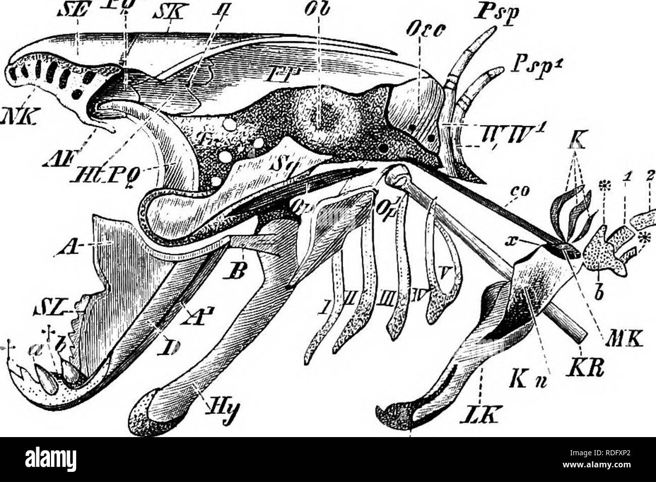 Éléments de l'anatomie comparée des vertébrés. Anatomie, comparatif. Le  crâne Le 81 segments dorsaux de ces arches sont fusionnées pour former la  "chambre supérieure du pharynx, de l'os" qui, comme l'inférieur