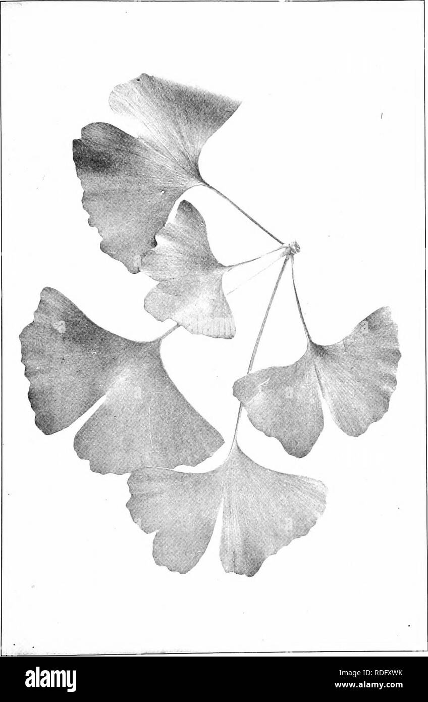 . Nos arbres indigènes et la façon de les identifier ; une étude de leurs habitudes populaires et leurs particularités. Les arbres. Le ginkgo. Le Ginkgo. Ginkgo biloba.. Veuillez noter que ces images sont extraites de la page numérisée des images qui peuvent avoir été retouchées numériquement pour plus de lisibilité - coloration et l'aspect de ces illustrations ne peut pas parfaitement ressembler à l'œuvre originale.. Keeler, Harriet L. (Harriet Louise), 1846-1921. New York, C. Scribner's Sons Banque D'Images