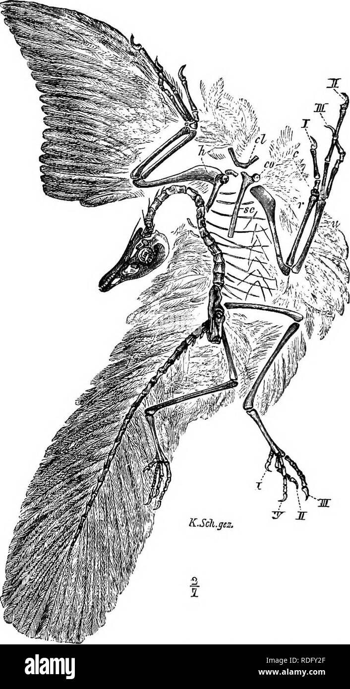 . Éléments de l'anatomie comparée des vertébrés. Anatomie, comparatif. L'Anatomie Comparée 50 vertebrse cervicale peut devenir bien togetber à fusible (cétacés). Les parties distales de l'apophyse transverse, représentant rudi- mentaires les côtes, sont perforées par le canal (p. vertebrarterial 48) : dans les monotrèmes ces restent distincts en tout cas pour un long moment.. ] ?IG. 38 Archaopteryx Hthographica-.. À partir de l'ardoises Solenhofen (Jurassique.) Après Dames, à partir de l'échantillon dans le iJuseum de Berlin. L'atlas et axis essentiellement ressemblent à ceux d'oiseaux, mais la différenciation de la colonne vertébrale dans la r Banque D'Images