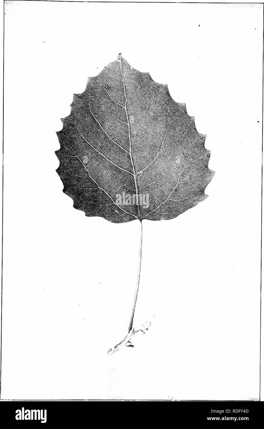 . Nos arbres indigènes et la façon de les identifier ; une étude de leurs habitudes populaires et leurs particularités. Les arbres. Grandes dents tremble. Grandes dents, Aspen Populus grandidentata. Laisse 3' à 4' de long.. Veuillez noter que ces images sont extraites de la page numérisée des images qui peuvent avoir été retouchées numériquement pour plus de lisibilité - coloration et l'aspect de ces illustrations ne peut pas parfaitement ressembler à l'œuvre originale.. Keeler, Harriet L. (Harriet Louise), 1846-1921. New York, C. Scribner's Sons Banque D'Images