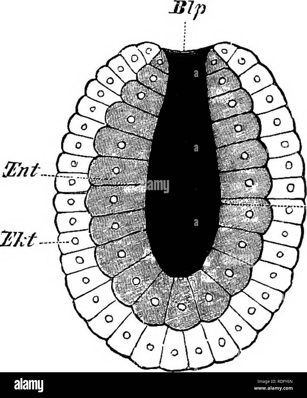 . Éléments de l'anatomie comparée des vertébrés. Anatomie, comparatif. 6 L'anatomie comparée (Fig. 6, A et B) avec ses glandes, notamment la thyroïde, le thymus, le foie et le pancréas, ainsi qu'à l'épithélium des parties de la gill- sacs et poumons. Si nous ne considérons que l'épiblaste et l'hypoblaste,-c'est, les deux feuillets-comme découlant de la manière décrite ci-dessus, le problème quant à l'origine de l'mesoUast est encore loin d'être réglée. Tout ce qu'on peut dire à l'heure actuelle est brièvement comme suit :-Le mésoblaste est une formation secondaire, et est phylo- organismes génétiquement plus jeune que l'o Banque D'Images