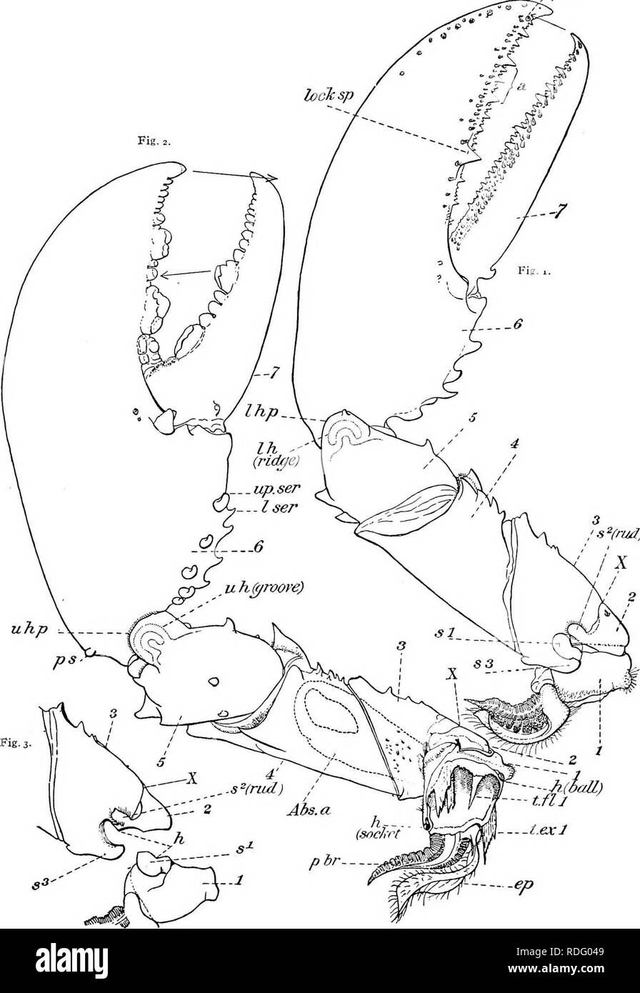 . Histoire naturelle de l'homard américain... (Crustacea Decapoda) ; la pêche au homard. BuLiv. U. S. B. F., 1909. Platk XXXVII. éperon. Â traf^) Fig. 4. Fig. I.âRight cheUped crantée et pinces de homard femelle du côté inférieur, montrant les dents, le syndrome périodique de la crête inférieure charnière, représenté comme si vu à travers le processus de charnière (/ h p), la rupture (x), et de verrouillage (s i et s 3) entre la première et la troisième. podomeres Cette griffe est verrouillé lorsqu'il est fermé à l'aide de la serrure de verrouillage de chevauchement rachis {sp) et de chevauchement pointe de Dactyl, indiquée par la flèche. Fig. 2.âLeft cheliped cracker et griffe de la FEMA Banque D'Images