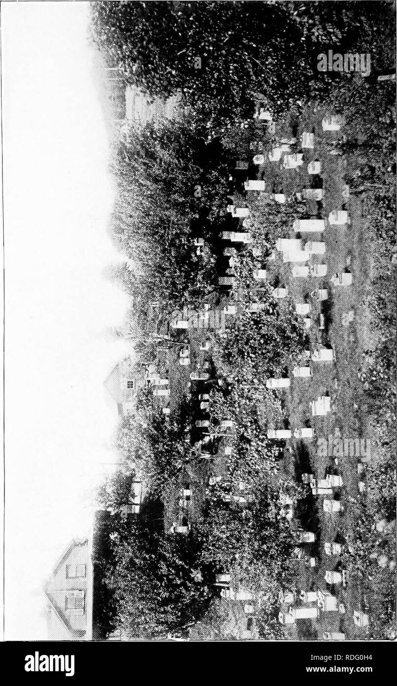 . L'abeille. Les abeilles. S K. Veuillez noter que ces images sont extraites de la page numérisée des images qui peuvent avoir été retouchées numériquement pour plus de lisibilité - coloration et l'aspect de ces illustrations ne peut pas parfaitement ressembler à l'œuvre originale.. Wright, Wheeler Dennison. (Albany, J. B. Lyon, imprimantes Banque D'Images