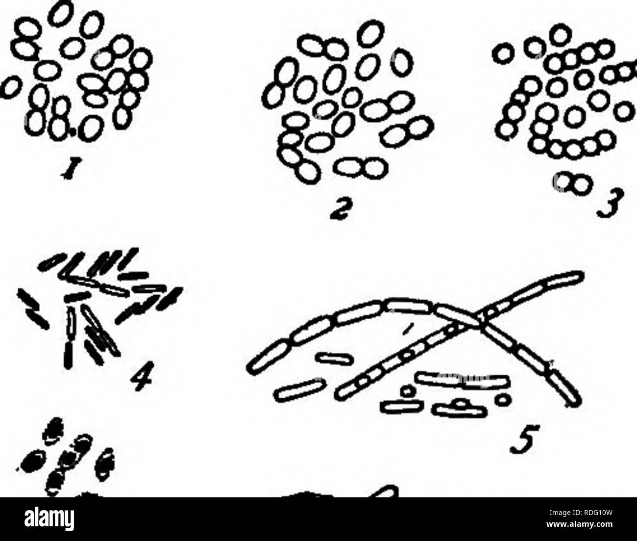. Les bactéries, levures et moisissures dans la maison. Bactériologie, levures, moisissures (champignons). Les BACTÉRIES DANS LE LAIT "niC 20s^^. Le lait appartiennent à un type connu sous le nom de bactéries lactiques (Fig. 67). Ces produit un changement dans le sucre du lait, le transformer en acide lactique, ce qui provoque le lait au goût aigre et cailler. Le caillage et perturbe nos ne sera jamais se produire si les bactéries peuvent être conservés hors de la lait. Bien que la dégradation est une nuisance, si n'est pas nuire à la salubrité du lait, lait aigre et peut être utilisé librement sans son goût désagréable. En effet, c'est aigre, dans certaines circonstances, desir- capable, Banque D'Images