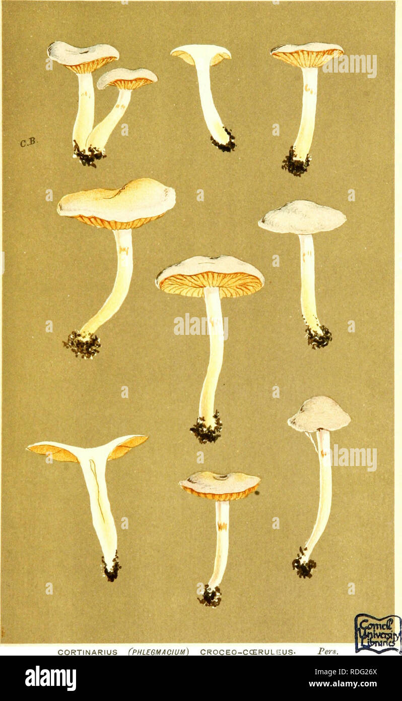 . Illustrations de champignons hyménomycètes (britannique) pour servir d'atlas pour le "Manuel de champignons britannique". Les champignons, la botanique. 7^^- PL. 732.. CORTINARIUS) CPHLEGMAOIUM CCERULEUS-CROCEO. Par. ?. sous le hêtre, tf"''. Le Durdham, SFA. 1884.. Veuillez noter que ces images sont extraites de la page numérisée des images qui peuvent avoir été retouchées numériquement pour plus de lisibilité - coloration et l'aspect de ces illustrations ne peut pas parfaitement ressembler à l'œuvre originale.. Cooke, M. C. (Mordecai Cubitt), b. 1825 ; Cooke, M. C. (Mordecai Cubitt), b. 1825. Handbook of British champignons. Londres, Williams et N Banque D'Images