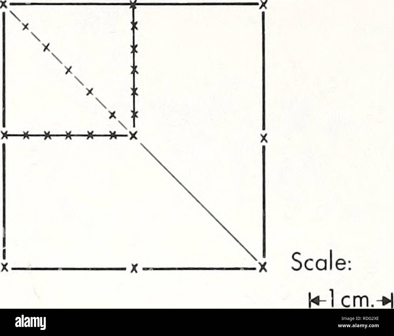 . Chauffage efficace de carburant avant de propager les flammes. Des tests incendie ; la propagation des flammes. X X L (B) l'échelle-. cm. Figure 4.-Vues en coupe de l'emplacement de thermocouples à l'intérieur de la transversale et longitudinale des membres de la cellule de base. Un est transversal et B est longitudinale. Positions de thermocouple sont indiqués par les croix. La vitesse d'une onde thermique dans l'avancement des supports longitudinaux, tout comme le taux de propagation de l'incendie, est le tableau ci-dessous. Le ratio d'emballage a été constante à 0,08. brze (0,6 cm.) La propagation de l'incendie de vélocité de l'onde thermique  (Cm./sec.) 0,33 20,53 0,33 53 0,6* 1,3* .331,40 Banque D'Images
