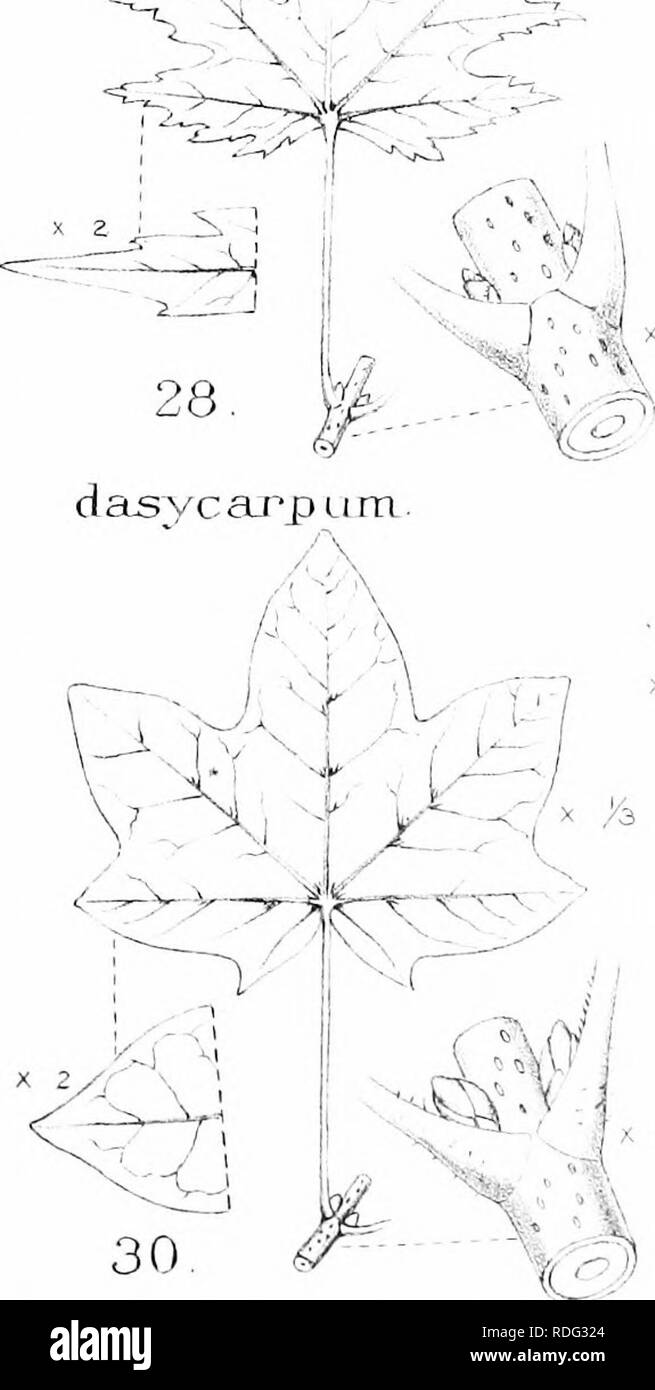 . Les arbres de Grande Bretagne &AMP ; l'Irlande. Les arbres ; les arbres. '' ,,-&Lt ; II â ! ^ Ccuripeslre caiTipt -'StT'e. R UN ^^' V'- "'â ^.j'x iv. t--i&lt ; 7' '- ? K .^ j campestre j't. ' X ,-^'-^^ / P5 ;  , ! 27 ^ - â'T' u l :)frii. cliaboljc;n'iun. t" Diecl&lt;Ji. Veuillez noter que ces images sont extraites de la page numérisée des images qui peuvent avoir été retouchées numériquement pour plus de lisibilité - coloration et l'aspect de ces illustrations ne peut pas parfaitement ressembler à l'œuvre originale.. Elwes, Henry John, 1846-1922 ; Henry, Augustin, 1857-1930. Édimbourg, Priv. L'impression. Banque D'Images
