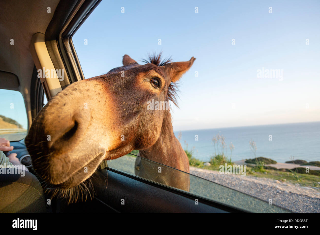 Âne sauvage mignon mettant sa tête à travers la fenêtre de voiture Banque D'Images
