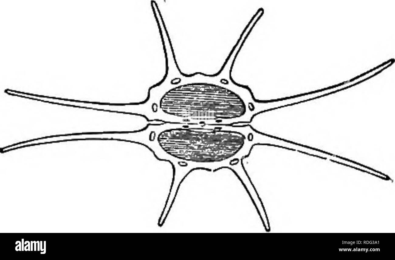 . L'histoire naturelle des plantes. La botanique. Fig. 73. Les fruits. Fig. 74. Trans, de secte, de fruits (j). Laserpitium (fig. 73, 74) a donné son nom à une tribu (Laserpitiece) ; nous le renvoyer à l'types. Le fruit est légèrement comprimé parallèle à l'commissural, et son principal et secondaire les crêtes sont visibles. Mais alors que le principal est linéaire et peu importante, le latifoiium Laserpitium secondaires sont développés dans tout le dentelatc. ou ailes, plat ou presque, en particulier les marginaux, qui sont ordinairement plus grandes que la nageoire dorsale. La semence, dans ce genre, est plat ou sMghtly con- cave sur t Banque D'Images