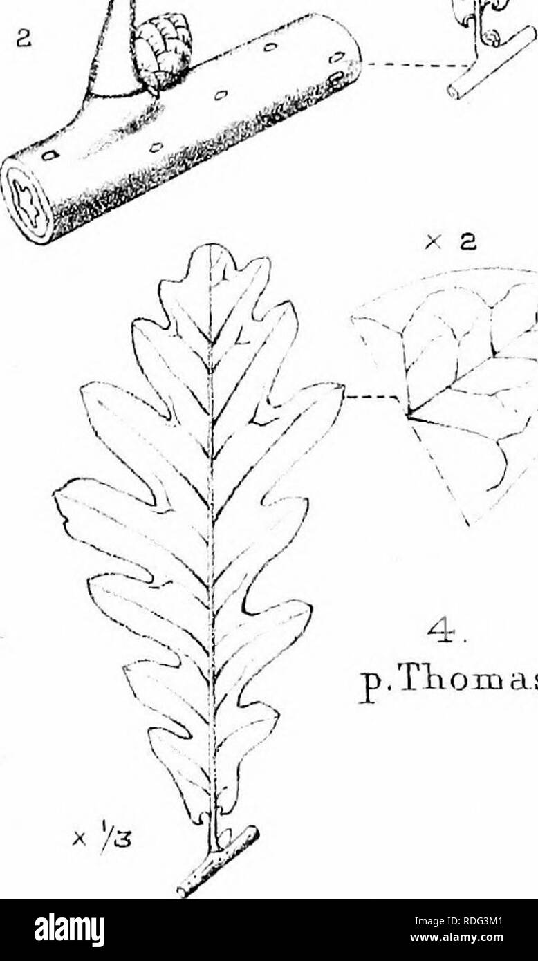 . Les arbres de Grande Bretagne &AMP ; l'Irlande. Les arbres ; les arbres. pecLunculata.. "V"&gt ; . J', , , r / p.(Tortwortli.)( â , ^' / C I T '^ vdr J. Veuillez noter que ces images sont extraites de la page numérisée des images qui peuvent avoir été retouchées numériquement pour plus de lisibilité - coloration et l'aspect de ces illustrations ne peut pas parfaitement ressembler à l'œuvre originale.. Elwes, Henry John, 1846-1922 ; Henry, Augustin, 1857-1930. Édimbourg, Priv. L'impression. Banque D'Images