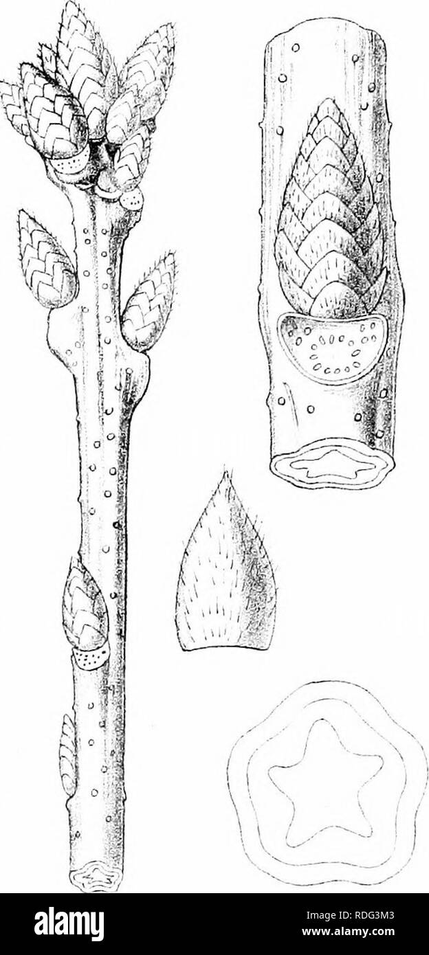. Les arbres de Grande Bretagne &AMP ; l'Irlande. Les arbres ; les arbres. 3. CerT-est.. 6. , TvLLrLecM Sxatt. del. Tiuft Irfli ont mangé 73 PJ, Q U E R C U S.. Veuillez noter que ces images sont extraites de la page numérisée des images qui peuvent avoir été retouchées numériquement pour plus de lisibilité - coloration et l'aspect de ces illustrations ne peut pas parfaitement ressembler à l'œuvre originale.. Elwes, Henry John, 1846-1922 ; Henry, Augustin, 1857-1930. Édimbourg, Priv. L'impression. Banque D'Images