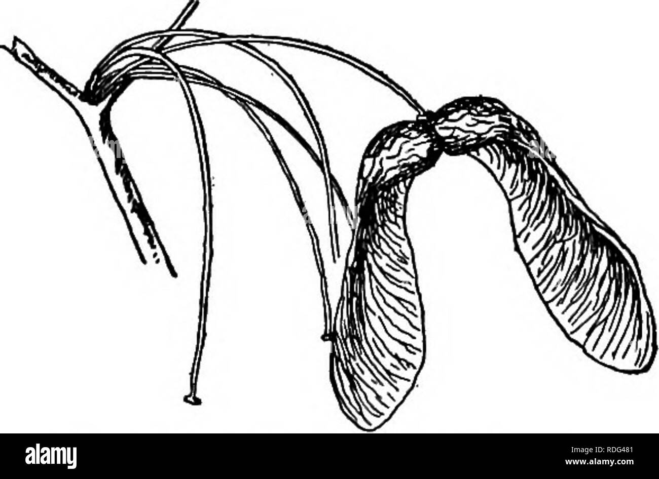 . Nos arbres indigènes et la façon de les identifier ; une étude de leurs habitudes populaires et leurs particularités. Les arbres. L'Érable à sucre l'érable à sucre représentent une grande partie de la native pour- est de nouveau en Angleterre et au États-Unis. Dans la course de la vie il a marqué deux points ; il a appris à travailler et à attendre. Il peut grandir aussi grand que l'un de ses compagnons de la forêt et il sait également comment prospérer alors que les jeunes, à l'ombre. Par conséquent, il y a toujours un jeune en formation d'érable prêt à prendre la place de n'importe quel arbre morts ou mourants. Cette caractéristique à elle seule a permis de prendre le pas d'autres arbres. T Banque D'Images