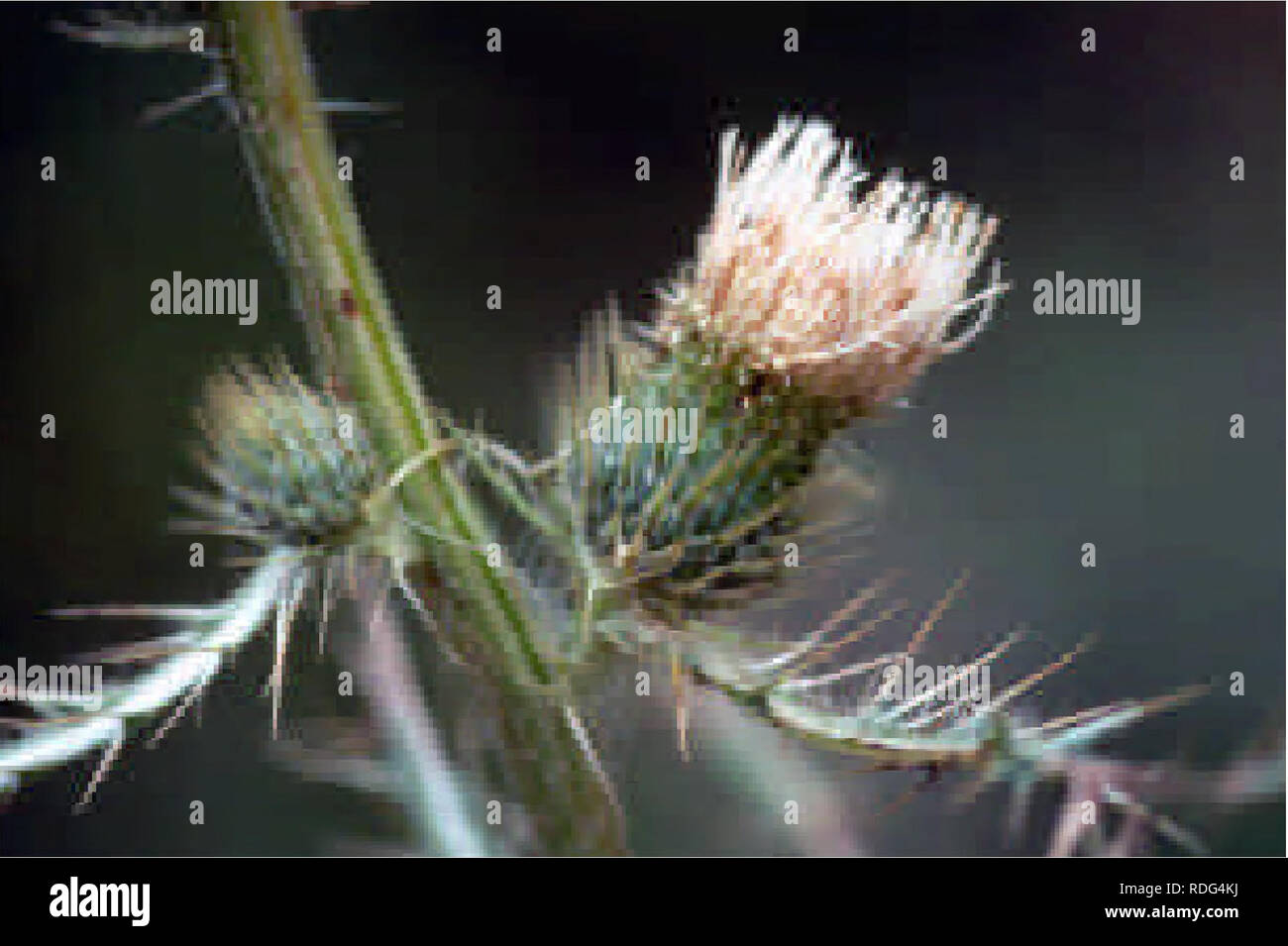. L'évaluation de l'état à l'échelle de l'aire de cirsium longistylum (long-appelée thistle) . Cirsium Cirsium ; longistylum ; Long-appelée chardon ; plantes endémiques ; plantes rares. La figure 2. Hybride présumée entre C. et C. hookerianum longistylum sec dans la gamme. La note est creusé légèrement bractées. 3. Espèces semblables : Cirsium scariosum C. hookerianum et sont à la fois semblables à C longistylum en termes de l'ensemble de leur morphologie et biologie. En outre, la répartition géographique et les habitats des espèces se chevauchent. C. hookerianum se distingue par ses bractées involucrales obliques qui ne sont pas frin Banque D'Images